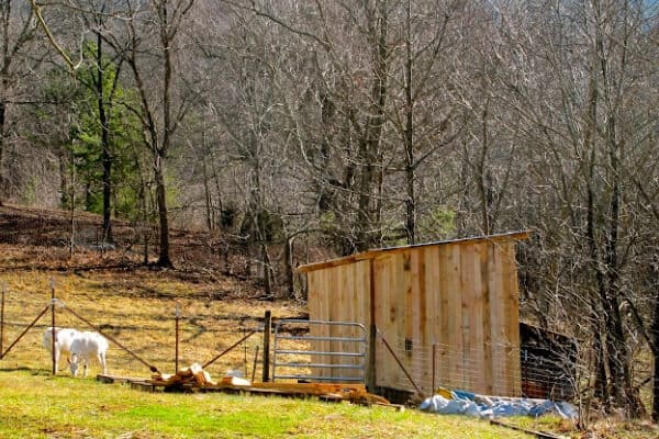 goat yard and barn