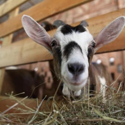 Goat Health Mini-Course - The Free Range Life