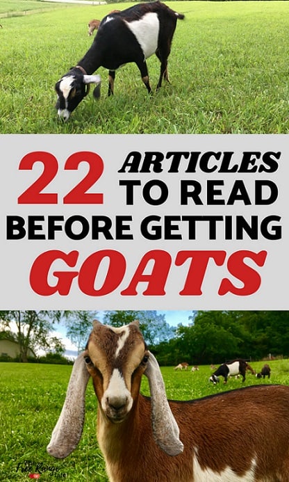 Raising Goats for Beginners: Learn everything about raising goats from a seasoned goat owner with these 22 articles