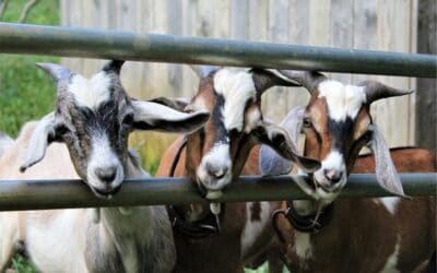 3 young goats with their heads through a gate