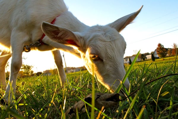 goat grazing on grass