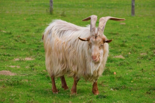 golden Guernsey goat
