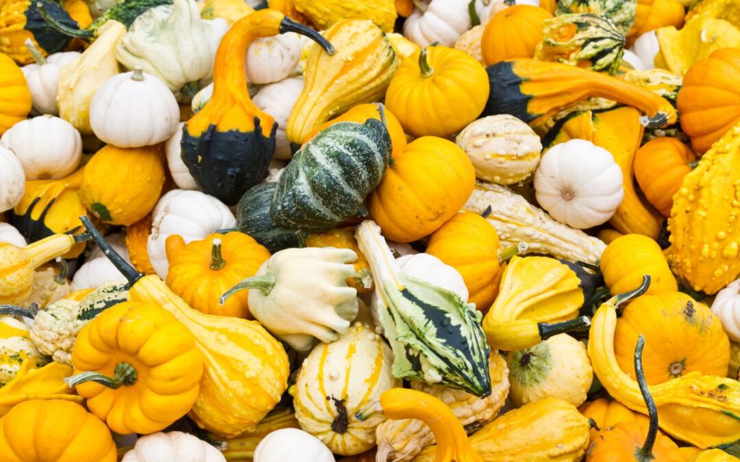 Can You Eat Gourds? (or Should They Stay Decoration-Only?)