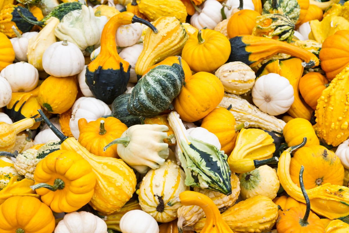 pile of colorful gourds

