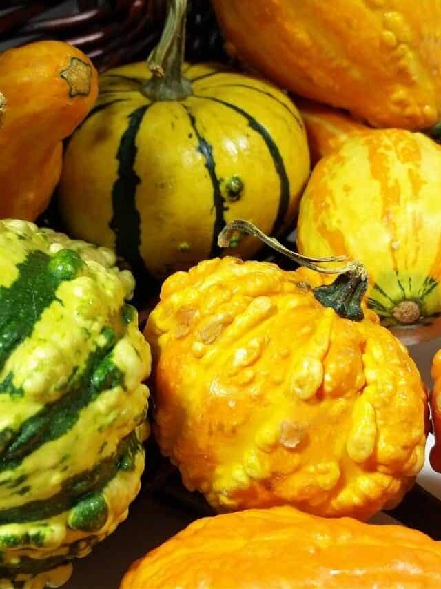 Can You Eat Gourds?