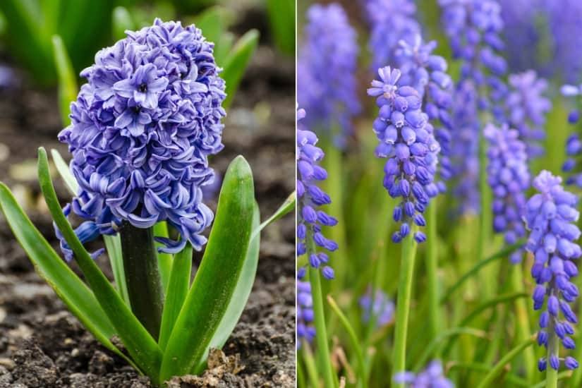 hyacinth versus grape hyacinth
