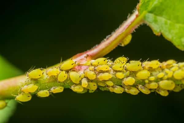 lots of green aphids feeding on a plant