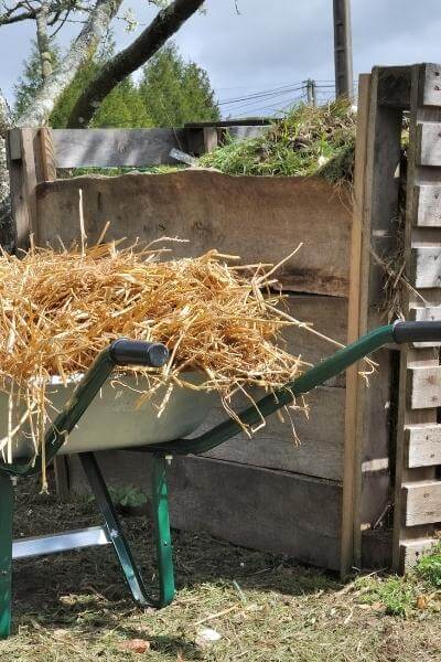 wheelbarrow of straw next to compost bin