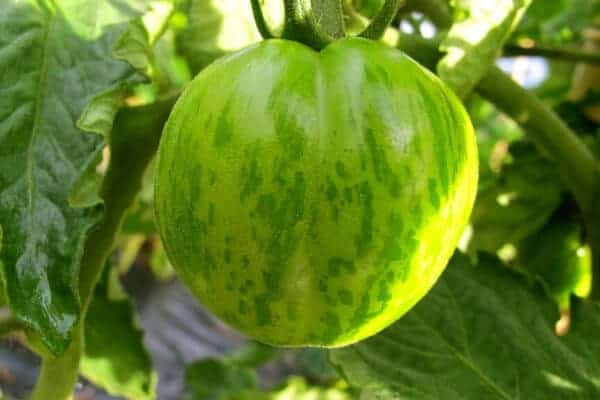 under ripe green zebra tomato on the vine