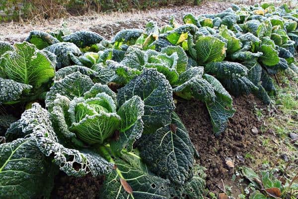 greens in the garden with frost on them