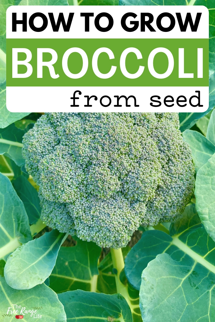 grow broccoli from seed