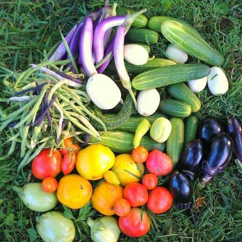 No more excuses! You can garden even with limited time. Try out these time-saving tips to grow more food in less time!