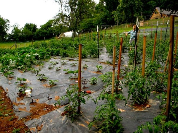 vegetable garden on platic mulch