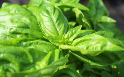 Growing Basil in Your Backyard Garden