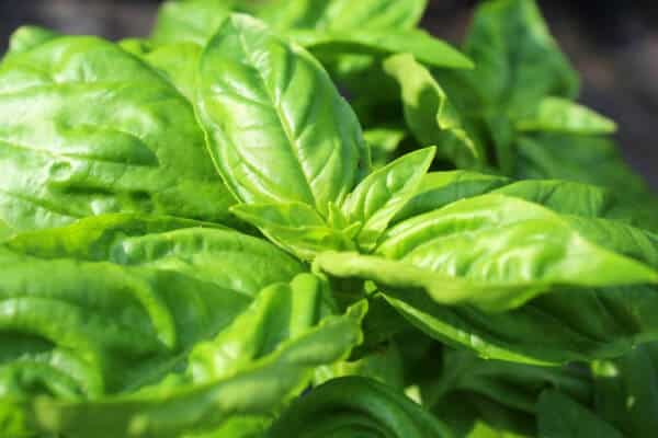 basil growing tip