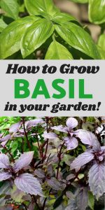 Growing Basil in Your Backyard Garden