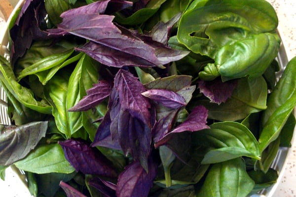 basket of fresh picked basil