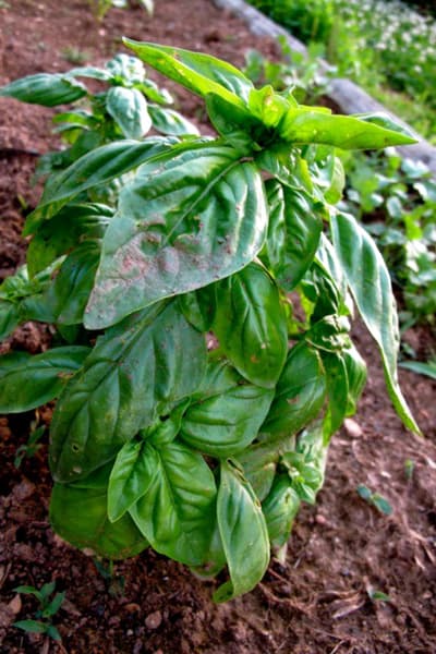 growing basil in garden