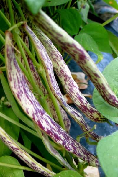 dragon tongue green beans