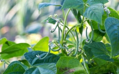 Growing Green Beans in Your Garden: Seed to Harvest