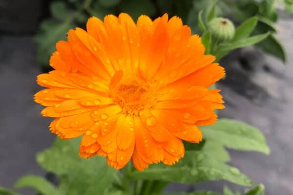 growing calendula- orange bloom with raindrops