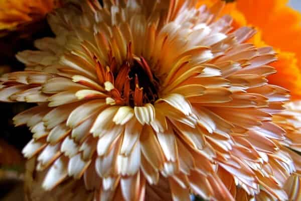 growing calendula- pale bloom