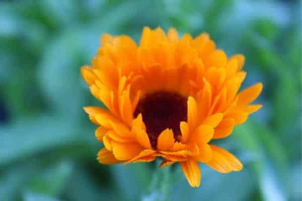 calendula blossom