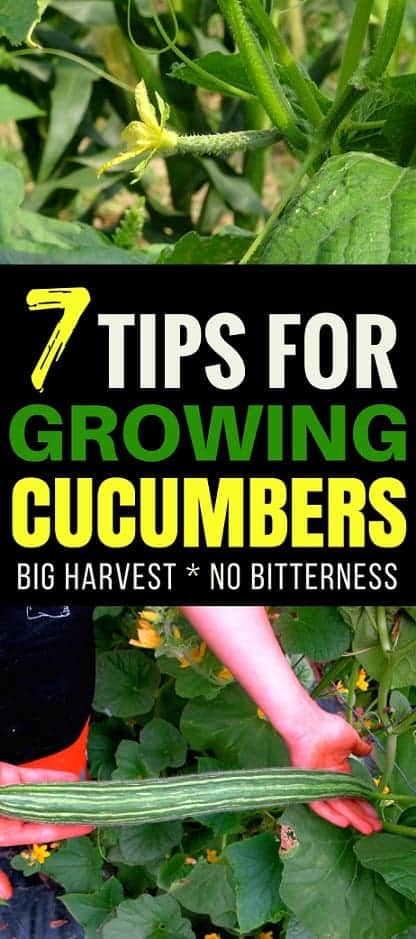 Vegetable Gardening Tips: Growing cucumbers is a rewarding experience for any gardener. Learn these 7 tips for growing amazing cucumbers that produce well and taste amazing!