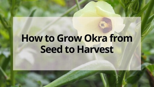 How to Grow Okra From Seed to Harvest