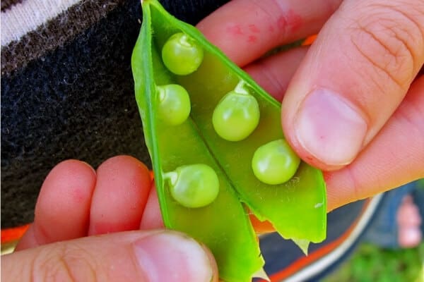 eating homegrow peas from pod