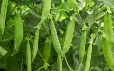 Growing Peas: How to Plant, Care, and Harvest