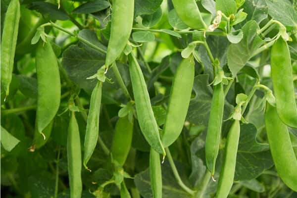 growing peas- ready pods