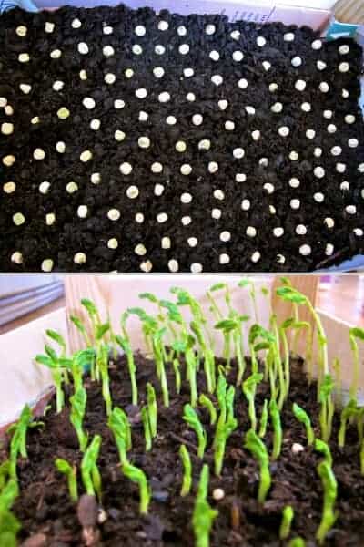 presprouting pea seeds