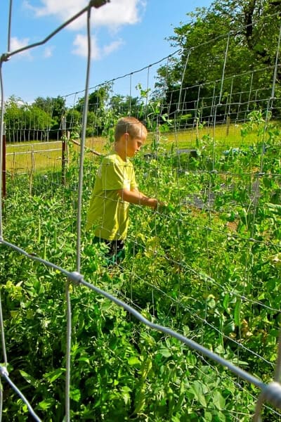 peas grown vertically in the garden in multiple rows using fence panels