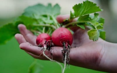 Growing Radishes in Your Garden: Seed to Harvest