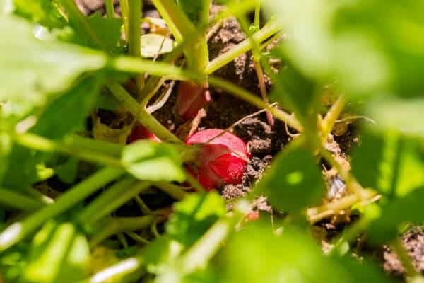 radish growing in soil