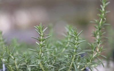 Growing Rosemary in Your Herb Garden- Indoors or Out!