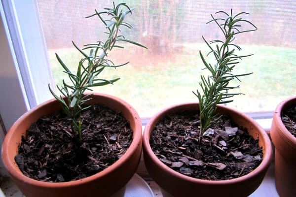 How to Grow Rosemary in the Home Herb Garden