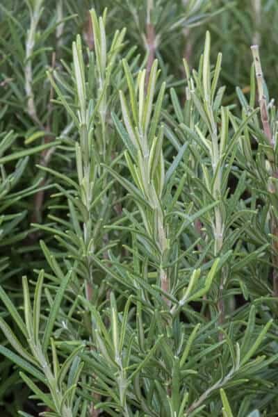 large rosemary plant