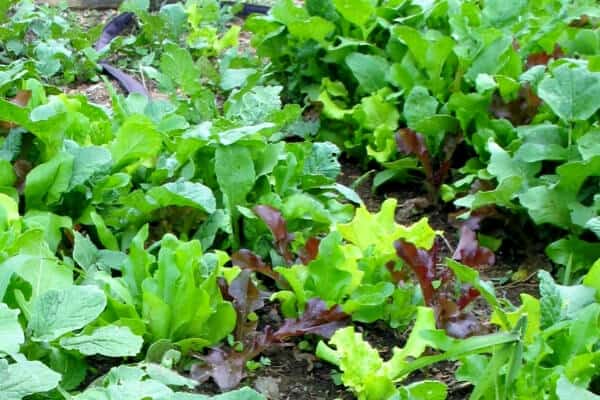 mixed greens growing in garden bed