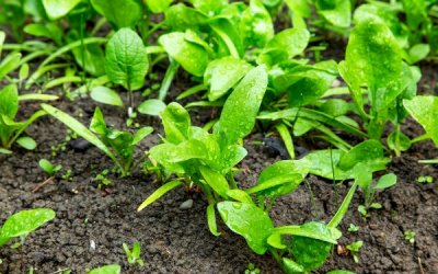 Growing Spinach in the Garden: From Seed to Harvest