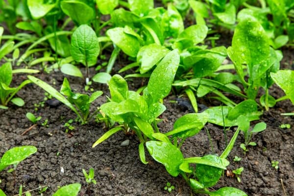 spinach plant seeds