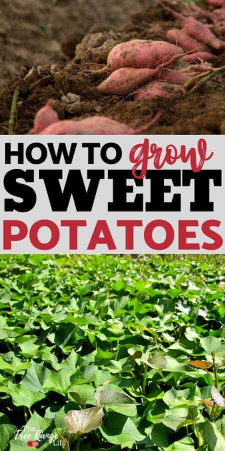 Growing sweet potatoes is simple and rewarding. Learn how to grow sweet potatoes from slips, plus when to harvest and how to cure sweet potatoes!