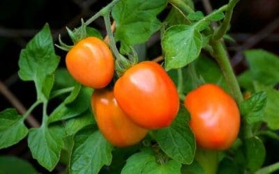 8 Fast Growing Early Tomato Varieties to Try This Year