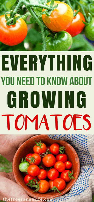 Tips for Growing Tomatoes: Learn everything there is to know about growing tomatoes in your backyard garden. Gardening for Beginners| Organic Gardening | Garden Tips