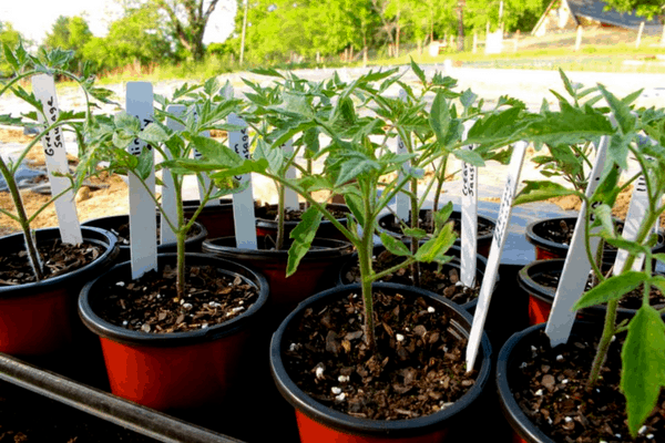 tomato seedlings in pots