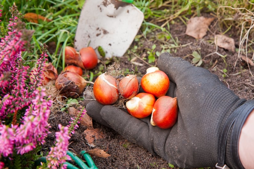 tulip bubls in the dirt, ready to plant