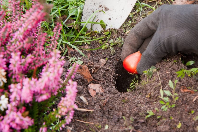 tulip bulb being placed in a hole