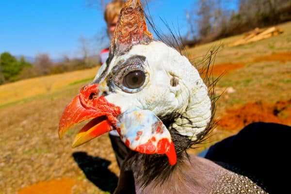 What Do Guineafowl Eat? (Complete Guide)