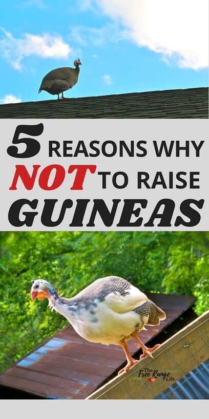 Raising guinea fowl may seem like a great thing for your homestead, but learn about 5 reasons why you may not what to add guineas to you farm